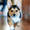 Cooper-the-pembroke-welsh-corgi-5_55096_2011-02-07_w450